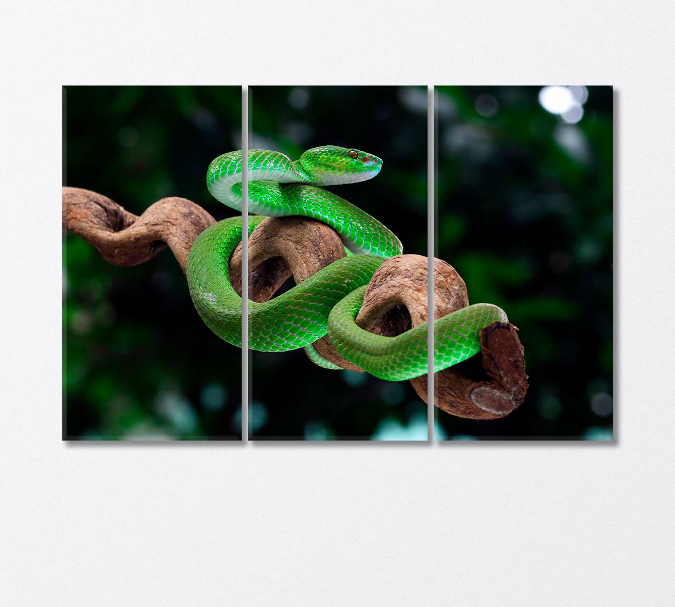 Green Poisonous Snake Canvas Print-Canvas Print-CetArt-3 Panels-36x24 inches-CetArt