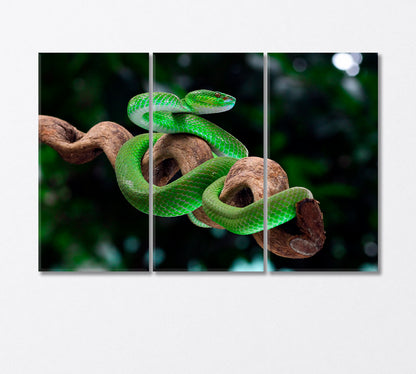 Green Poisonous Snake Canvas Print-Canvas Print-CetArt-3 Panels-36x24 inches-CetArt