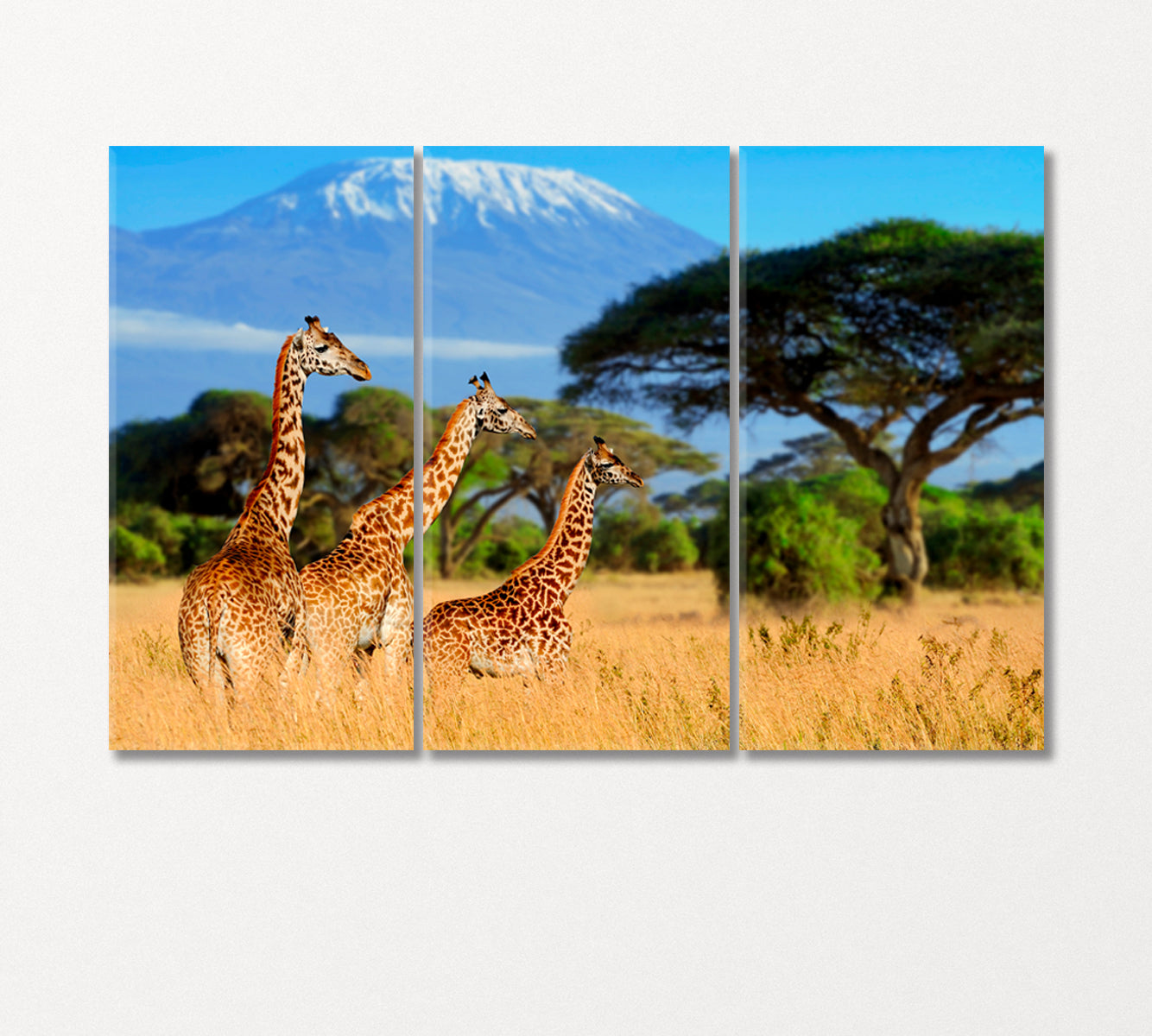 Three Giraffe near Kilimanjaro Mountain Africa Canvas Print-Canvas Print-CetArt-3 Panels-36x24 inches-CetArt