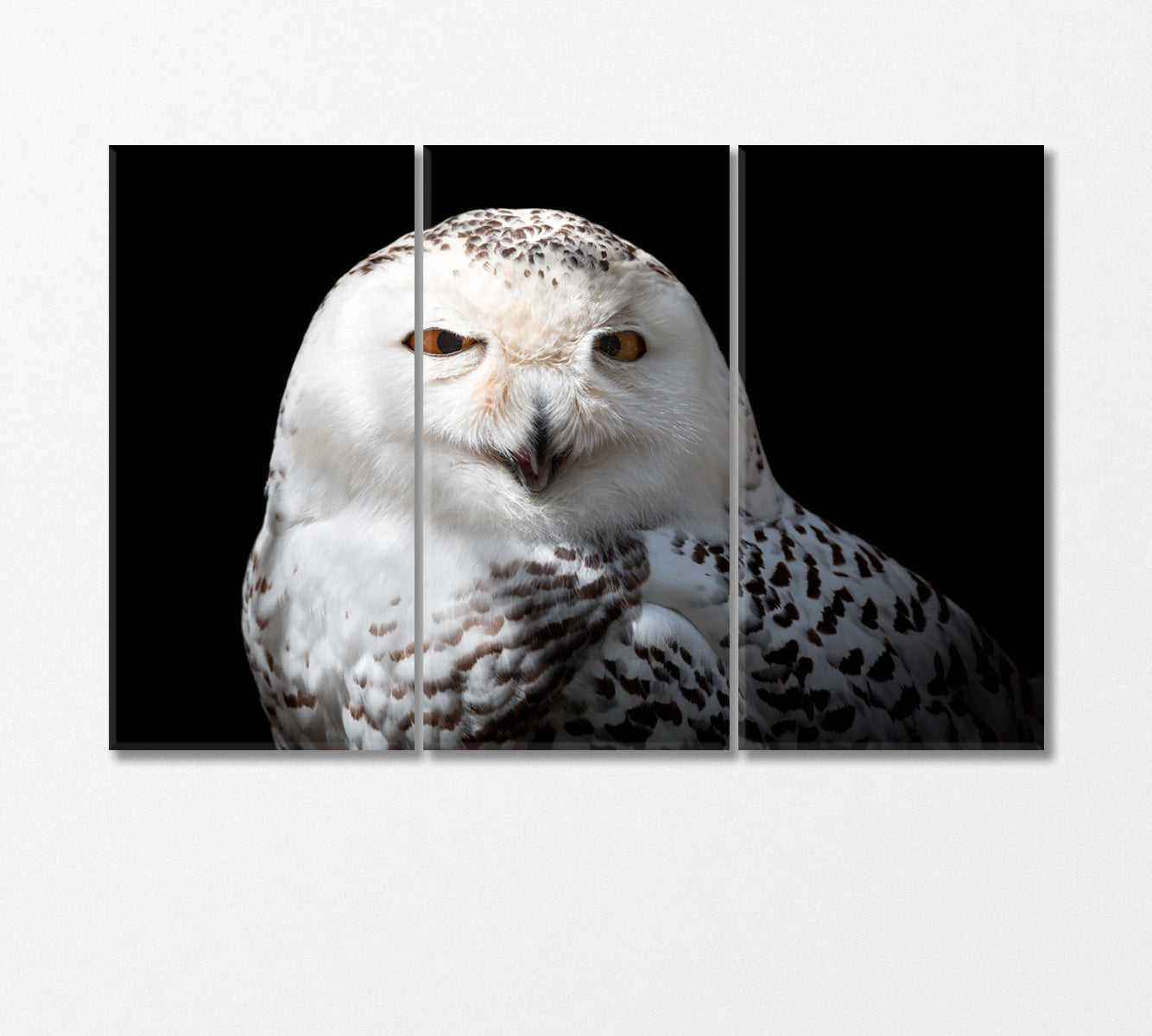 Snowy Owl Canvas Print-CetArt-3 Panels-36x24 inches-CetArt