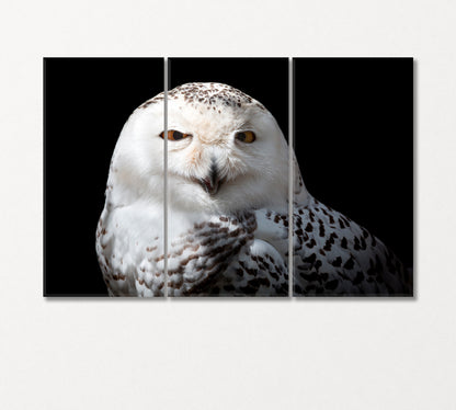 Snowy Owl Canvas Print-CetArt-3 Panels-36x24 inches-CetArt