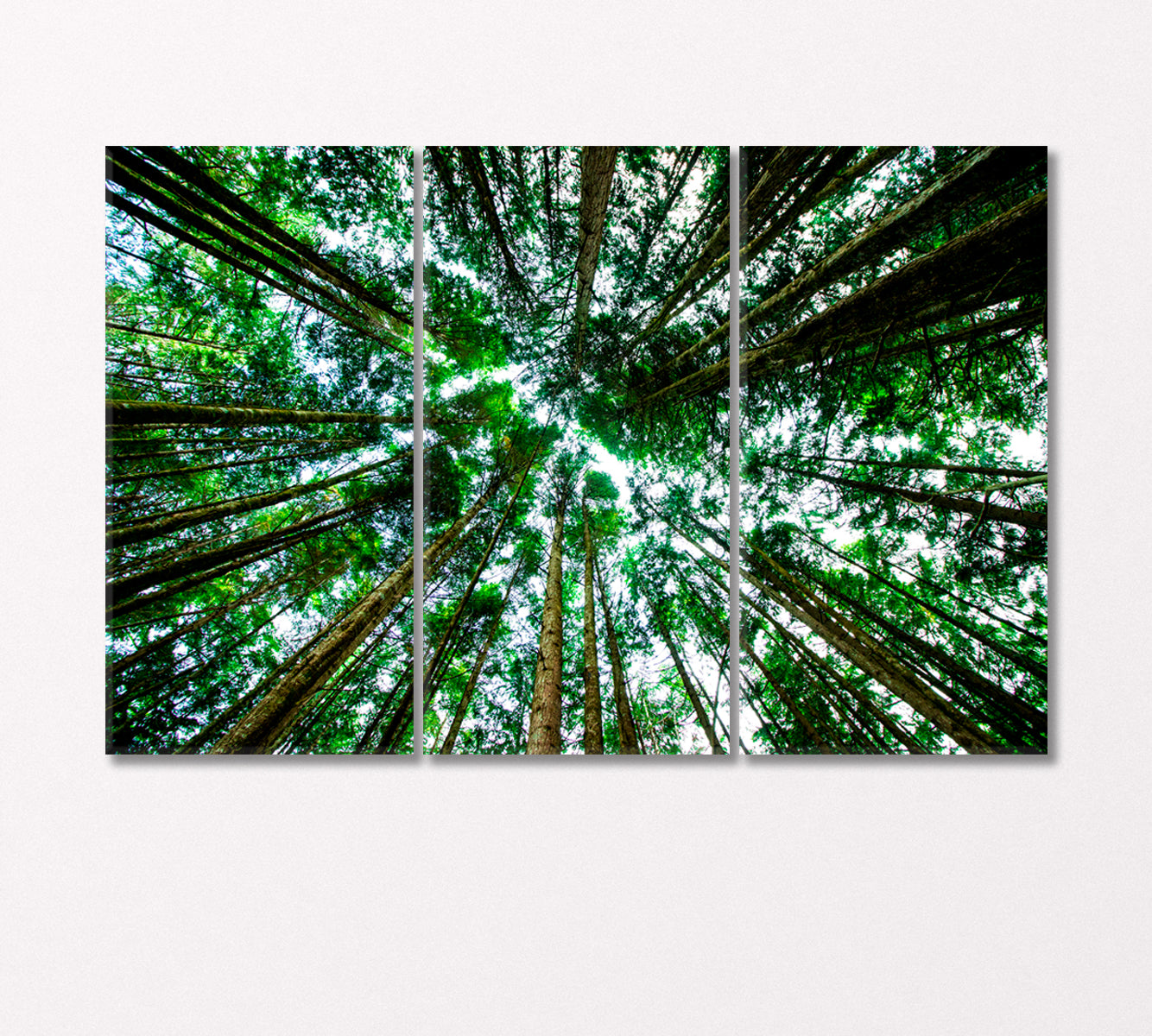 Bottom View of Giant Green Trees Canvas Print-CetArt-3 Panels-36x24 inches-CetArt