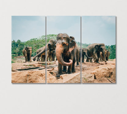 Sri Lankan Elephants Canvas Print-Canvas Print-CetArt-3 Panels-36x24 inches-CetArt