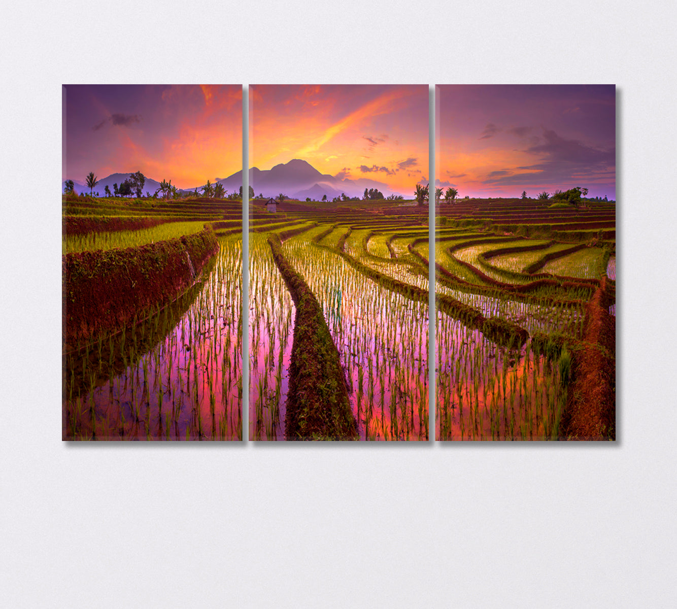 Rice Field Sunrise Canvas Print-Canvas Print-CetArt-3 Panels-36x24 inches-CetArt