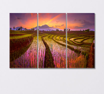 Rice Field Sunrise Canvas Print-Canvas Print-CetArt-3 Panels-36x24 inches-CetArt