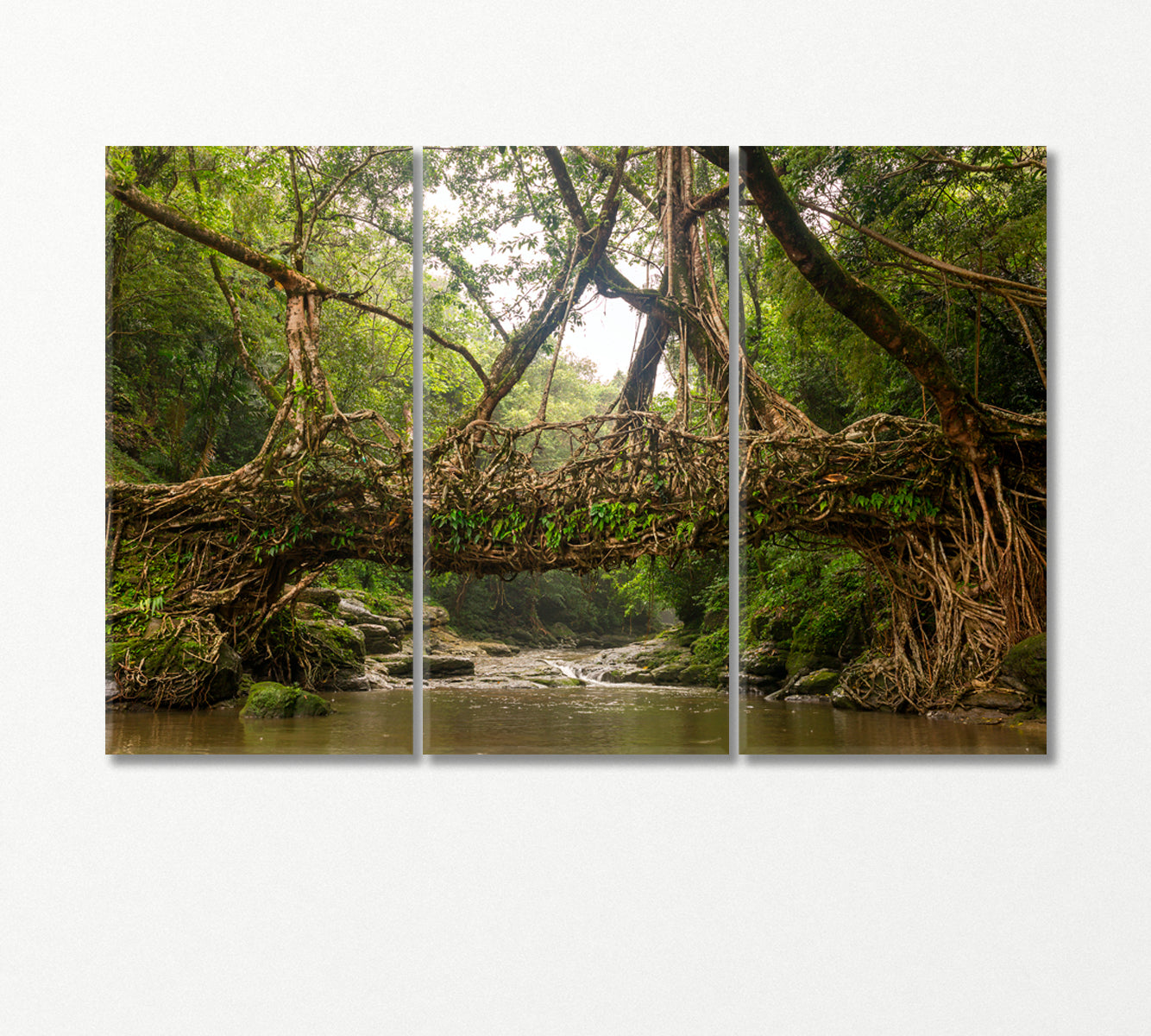 Living Root Bridge Cherrapunji India Canvas Print-Canvas Print-CetArt-3 Panels-36x24 inches-CetArt