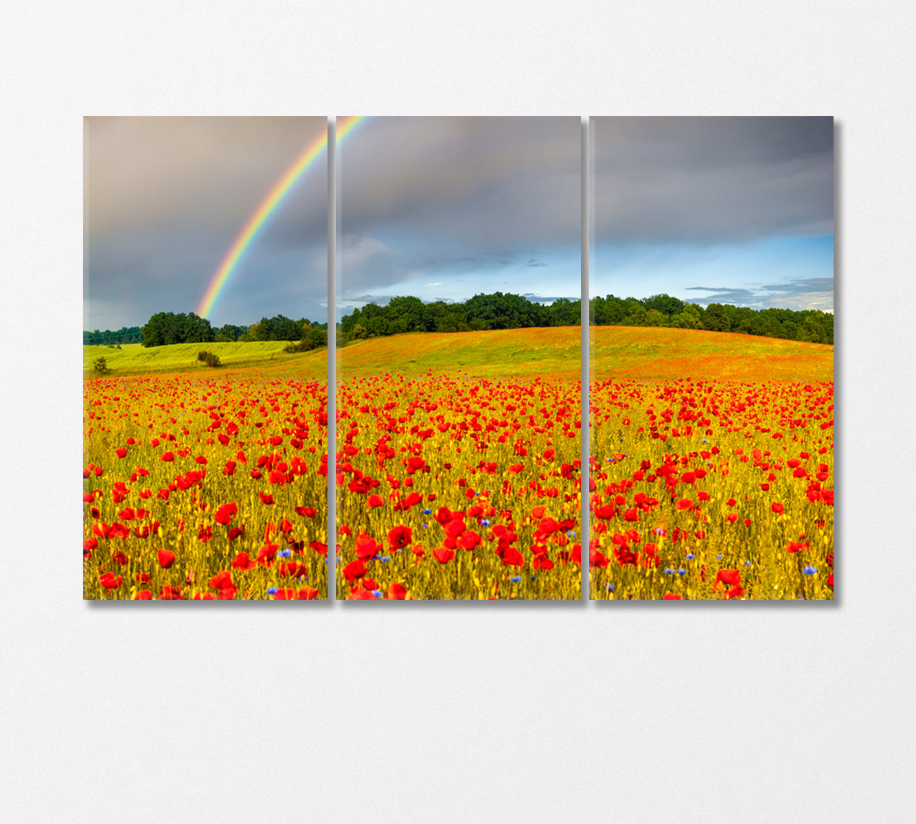 Rainbow over Poppy Field Canvas Print-Canvas Print-CetArt-3 Panels-36x24 inches-CetArt