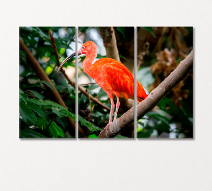 Scarlet Ibis on a Tropical Tree Branch Canvas Print-Canvas Print-CetArt-3 Panels-36x24 inches-CetArt