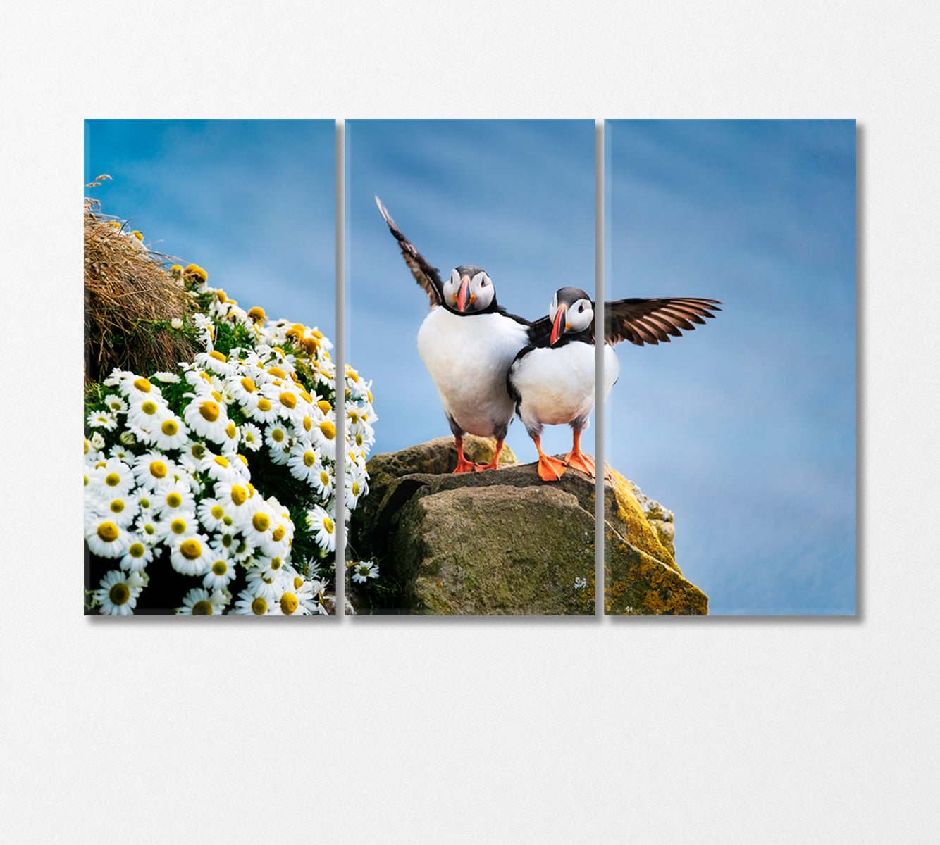 Seabirds Puffins Canvas Print-Canvas Print-CetArt-3 Panels-36x24 inches-CetArt