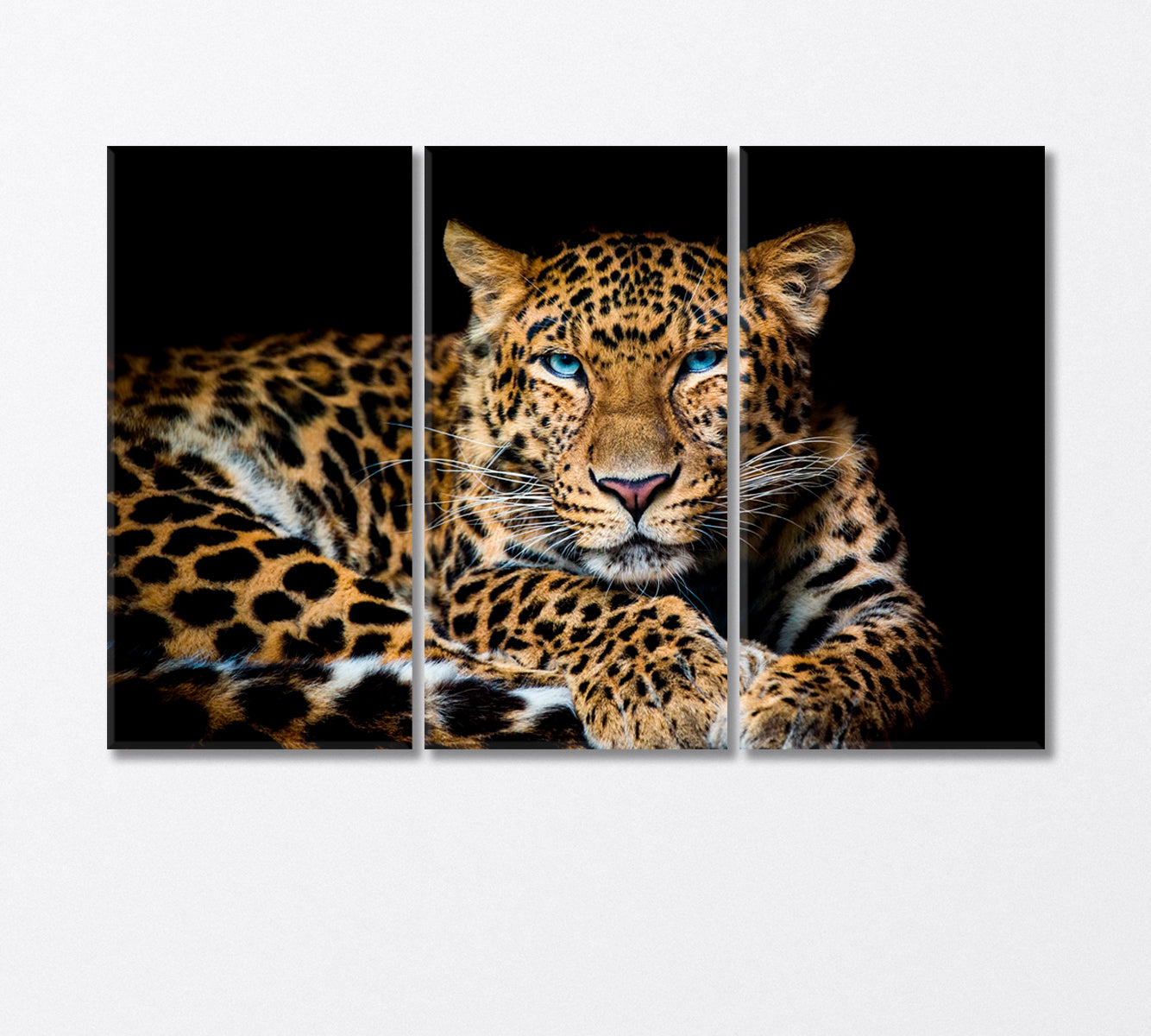 Northern Chinese Leopard with Extraordinary Blue Eyes Canvas Print-Canvas Print-CetArt-3 Panels-36x24 inches-CetArt