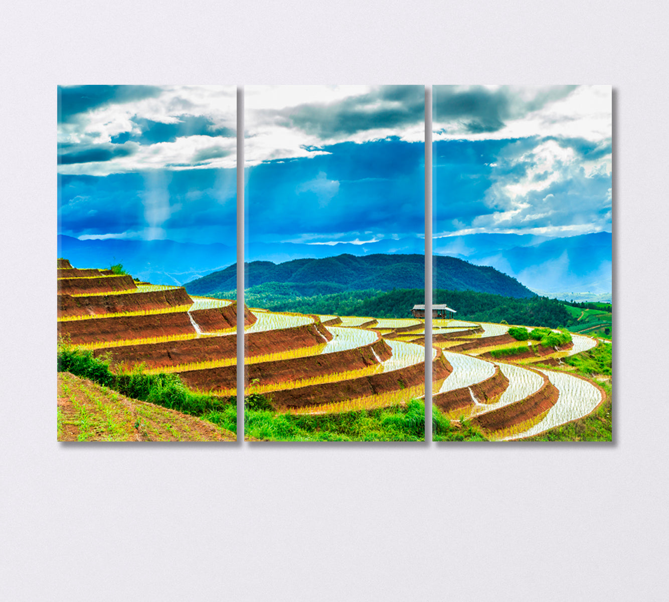 Rice Fields in Thailand Canvas Print-Canvas Print-CetArt-3 Panels-36x24 inches-CetArt