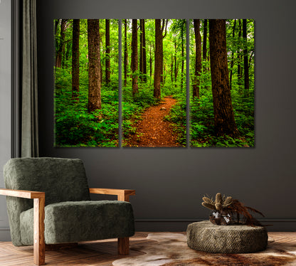 Trail Through Forest Shenandoah National Park Virginia Canvas Print-Canvas Print-CetArt-1 Panel-24x16 inches-CetArt