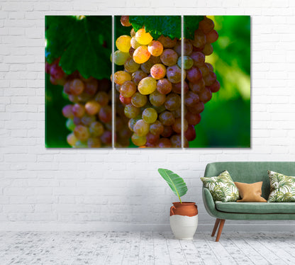 Morning Dew with Sunbeams on Bunches Grapes Canvas Print-Canvas Print-CetArt-1 Panel-24x16 inches-CetArt