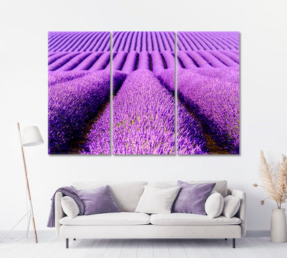 Endless Lavender Field Provence France Canvas Print-Canvas Print-CetArt-1 Panel-24x16 inches-CetArt