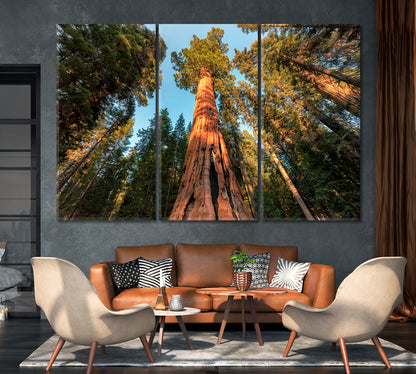 Giant Sequoia Trees Canvas Print-Canvas Print-CetArt-1 Panel-24x16 inches-CetArt