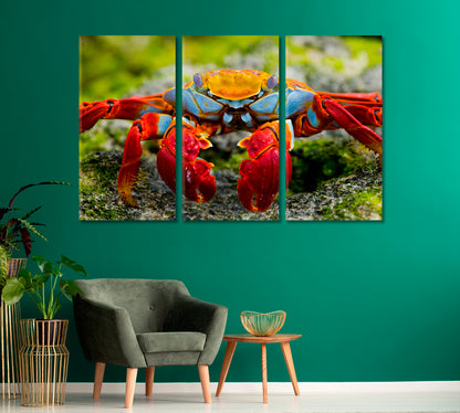 Crab Close Up Canvas Print-Canvas Print-CetArt-1 Panel-24x16 inches-CetArt