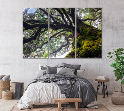 Ancient Laurel Tree Covered Perennial Moss in Laurisilva Canvas Print-Canvas Print-CetArt-1 Panel-24x16 inches-CetArt