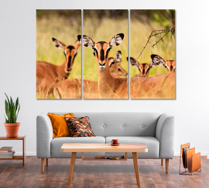 Young African Antelopes Canvas Print-Canvas Print-CetArt-1 Panel-24x16 inches-CetArt