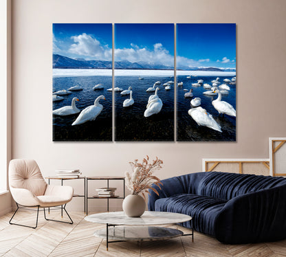 Swans at Lake Kussharo Hokkaido Japan Canvas Print-Canvas Print-CetArt-1 Panel-24x16 inches-CetArt