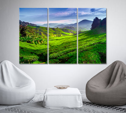 Tea Plantation in Cameron Highlands Malaysia Canvas Print-Canvas Print-CetArt-1 Panel-24x16 inches-CetArt