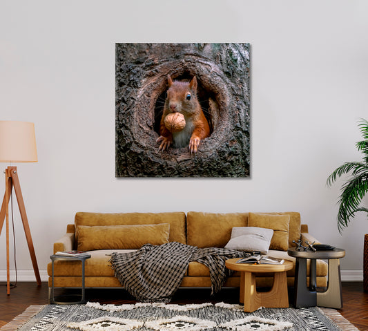 Red Squirrel in Tree Hollow With Walnut Canvas Print-Canvas Print-CetArt-1 panel-12x12 inches-CetArt