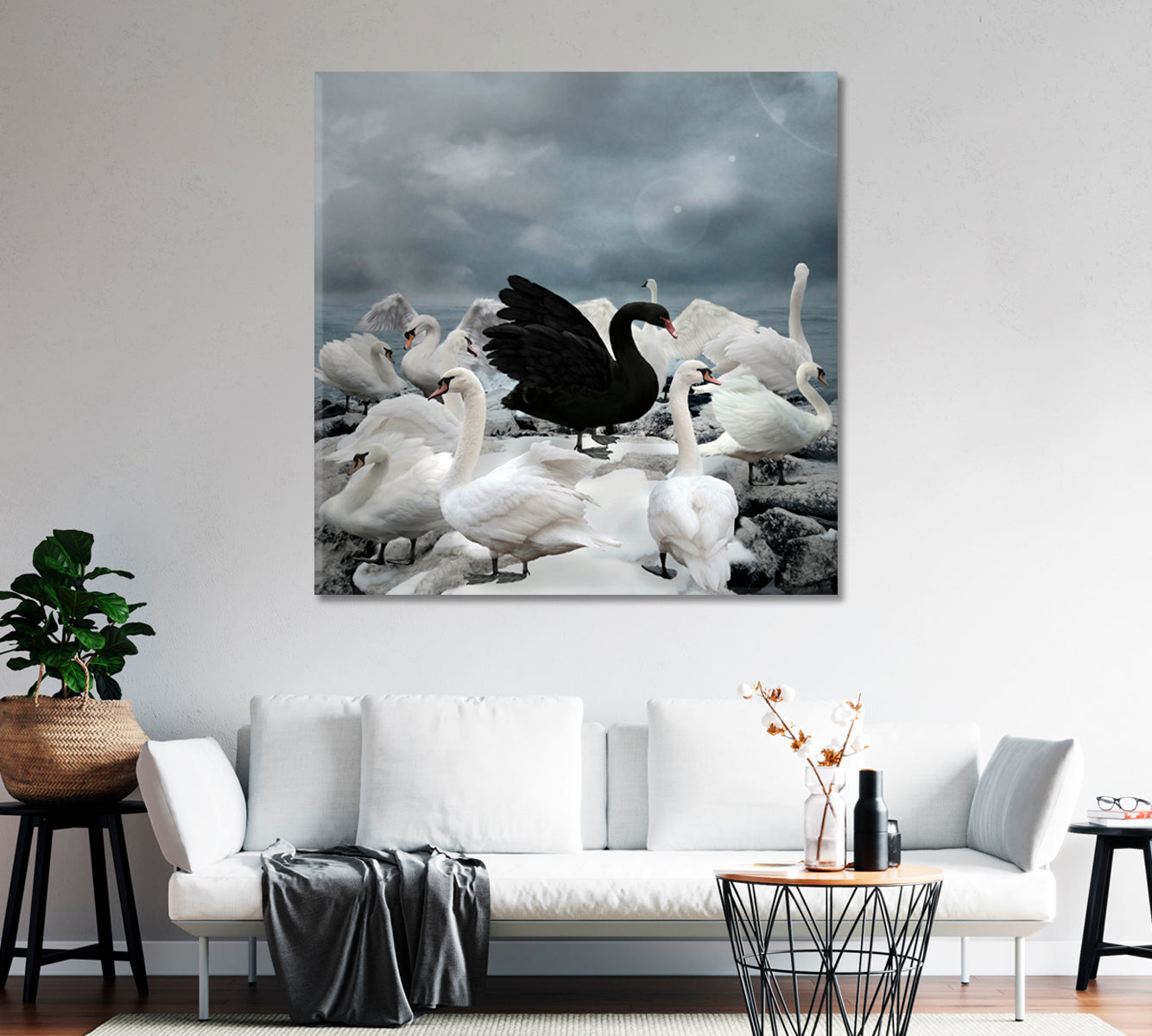 Single Black Swan among White Swans Canvas Print-Canvas Print-CetArt-1 panel-12x12 inches-CetArt