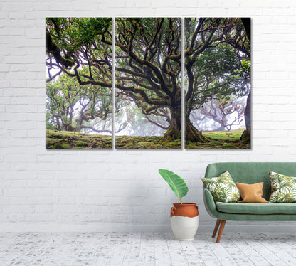 Laurel Tree in Laurisilva Forest Madeira Island Portugal Canvas Print-Canvas Print-CetArt-1 Panel-24x16 inches-CetArt