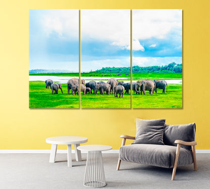 Herd of Elephants in Kaudulla National Park Sri Lanka Canvas Print-Canvas Print-CetArt-1 Panel-24x16 inches-CetArt