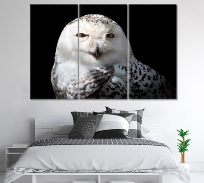 Snowy Owl Canvas Print-CetArt-1 Panel-24x16 inches-CetArt