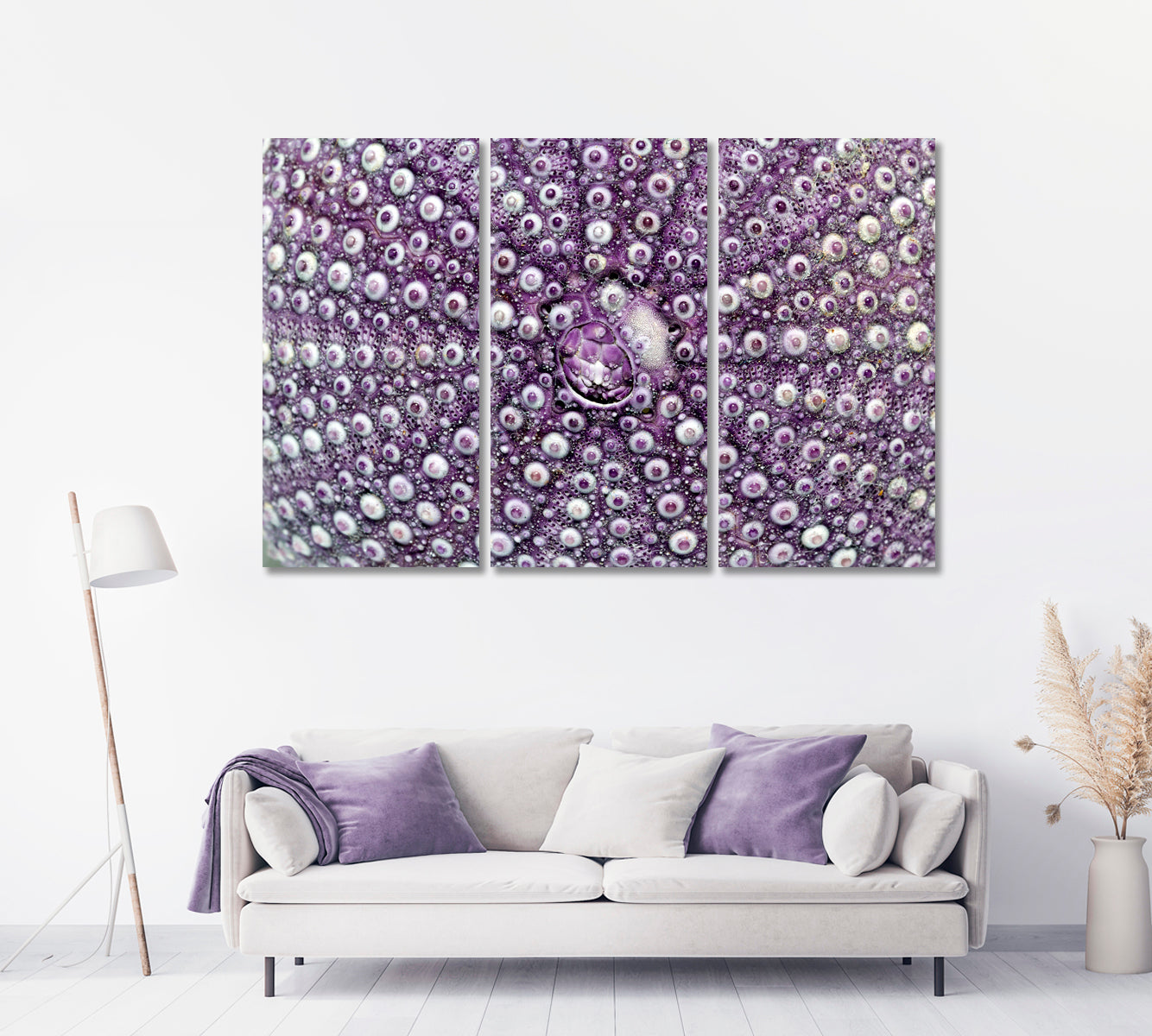 Violet Sea Shell Echinoidea Canvas Print-Canvas Print-CetArt-1 Panel-24x16 inches-CetArt