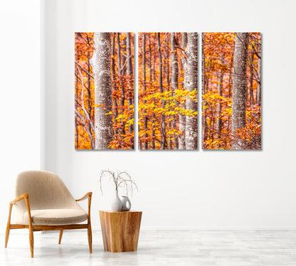 Autumn Beech Trees Forest Bologna Italy Canvas Print-Canvas Print-CetArt-1 Panel-24x16 inches-CetArt