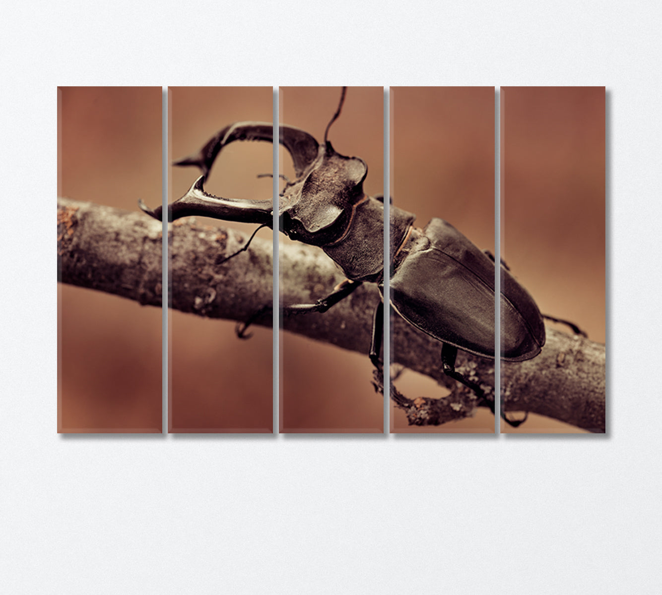 Deer Beetle Close Up Canvas Print-Canvas Print-CetArt-5 Panels-36x24 inches-CetArt