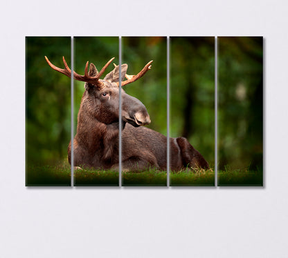 American Moose in Natural Habitat Canvas Print-Canvas Print-CetArt-1 Panel-24x16 inches-CetArt