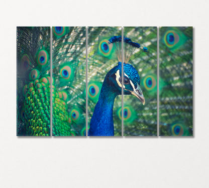 Peacock Canvas Print-Canvas Print-CetArt-5 Panels-36x24 inches-CetArt