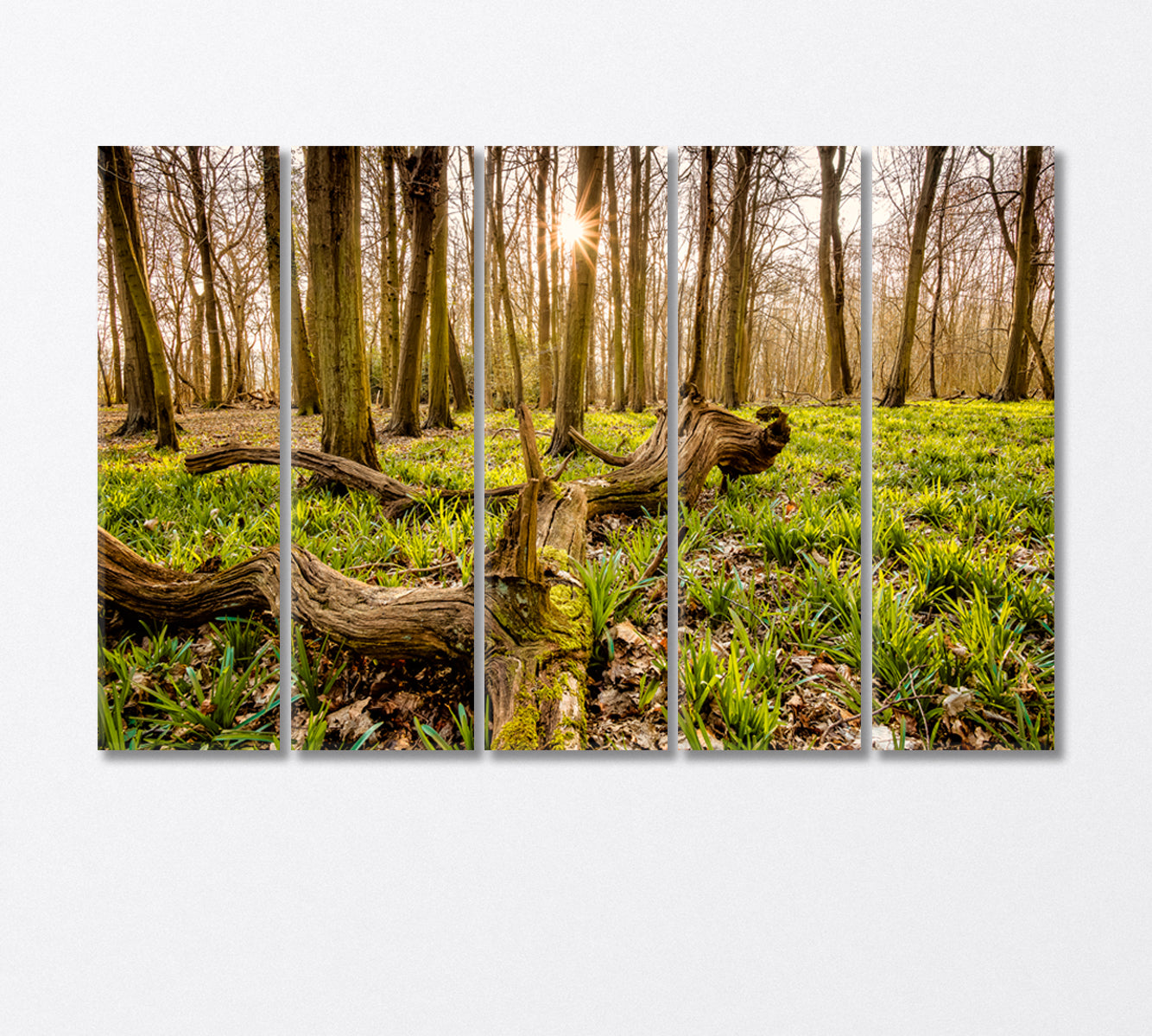 Forest with an Old Tree Trunk Canvas Print-Canvas Print-CetArt-5 Panels-36x24 inches-CetArt