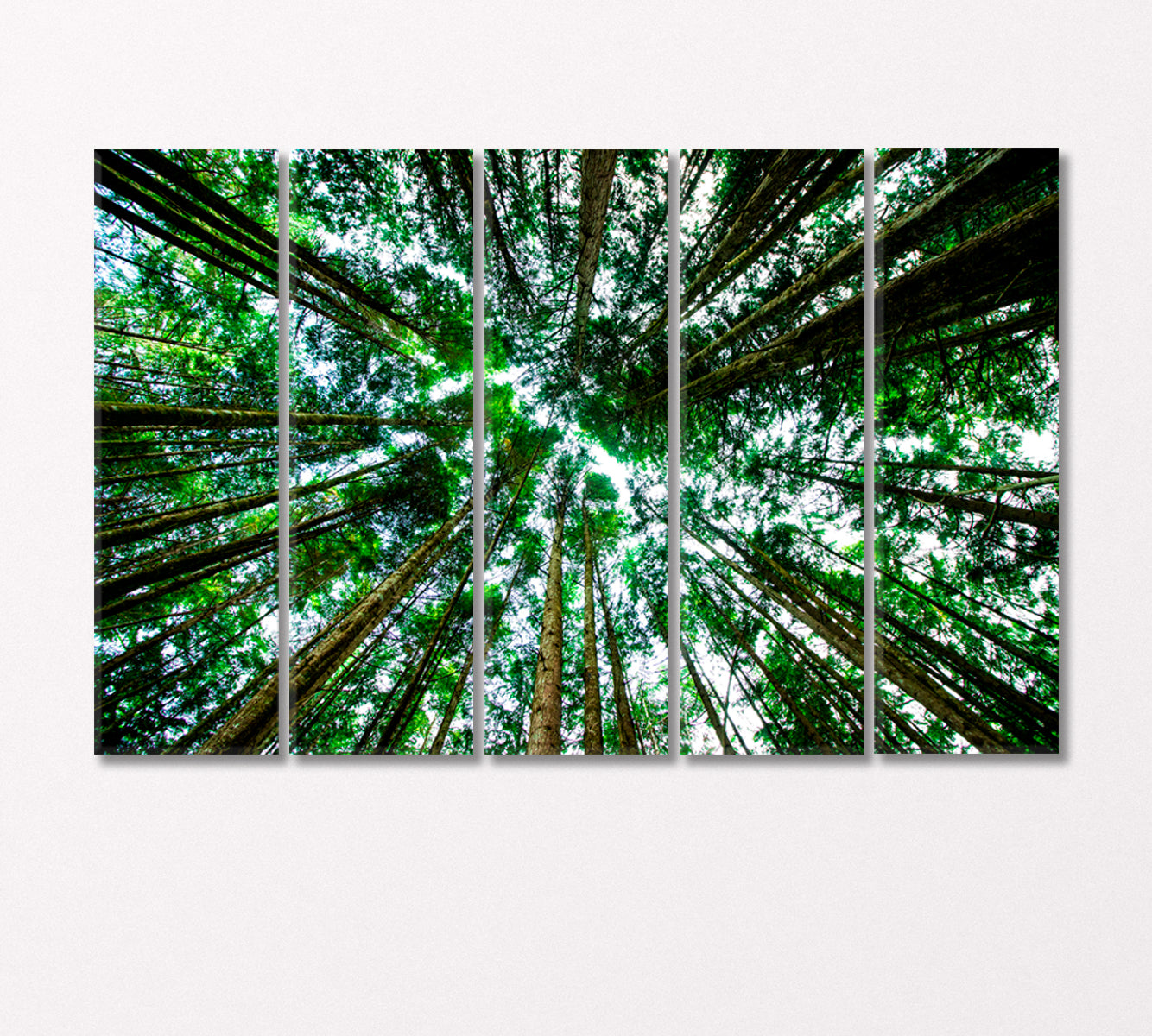 Bottom View of Giant Green Trees Canvas Print-CetArt-5 Panels-36x24 inches-CetArt