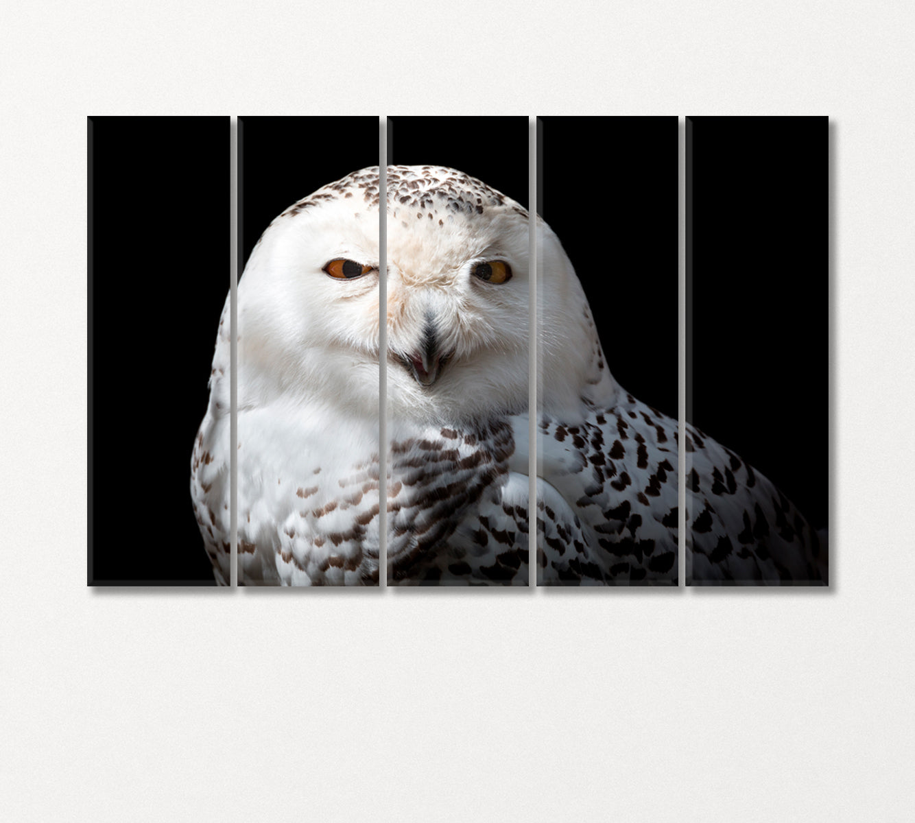 Snowy Owl Canvas Print-CetArt-5 Panels-36x24 inches-CetArt