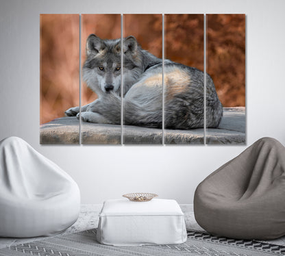 Mexican Gray Wolf Canvas Print-Canvas Print-CetArt-1 Panel-24x16 inches-CetArt