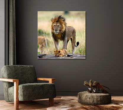 Wild Male Lion with Cub Kenya Canvas Print-Canvas Print-CetArt-1 panel-12x12 inches-CetArt