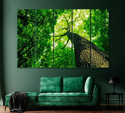 Forest Trees Canvas Print-Canvas Print-CetArt-1 Panel-24x16 inches-CetArt