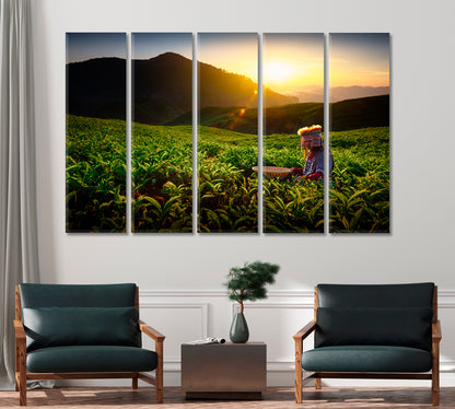 Sungei Palas Tea Garden Malaysia Canvas Print-Canvas Print-CetArt-1 Panel-24x16 inches-CetArt