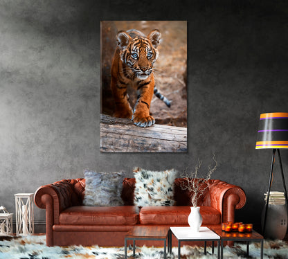 Sumatran Tiger Cub Canvas Print-Canvas Print-CetArt-1 panel-16x24 inches-CetArt