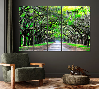 Old Oaks with Moss Along the Road Canvas Print-Canvas Print-CetArt-1 Panel-24x16 inches-CetArt