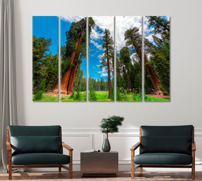 Sequoia Trees In Sequoia National Park California USA Canvas Print-Canvas Print-CetArt-1 Panel-24x16 inches-CetArt