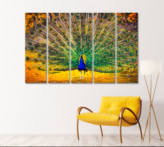 Blue Peacock with Open Tail Canvas Print-Canvas Print-CetArt-1 Panel-24x16 inches-CetArt