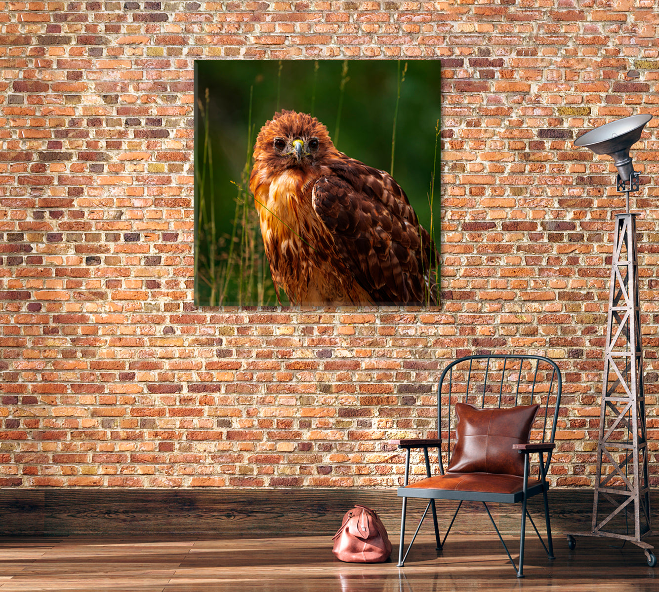 Red-tailed Hawk Canvas Print-Canvas Print-CetArt-1 panel-12x12 inches-CetArt