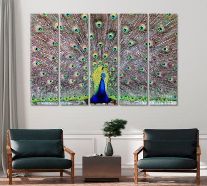 Peacock Showing Off His Tail Feathers Canvas Print-Canvas Print-CetArt-1 Panel-24x16 inches-CetArt