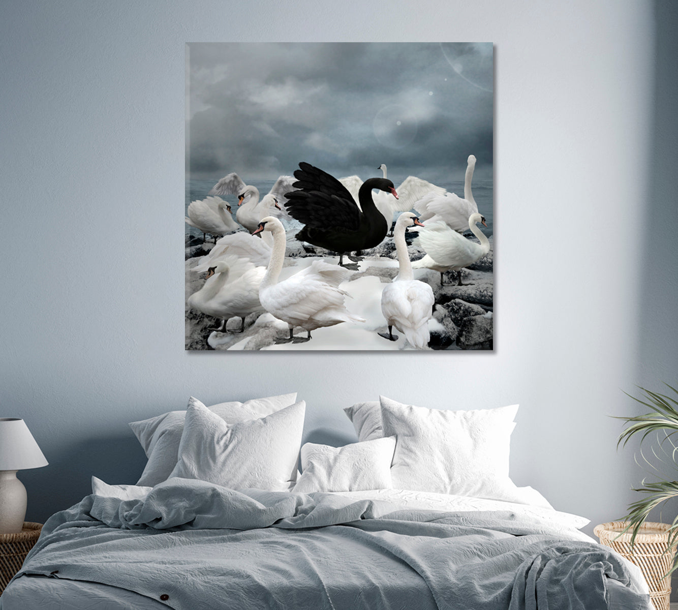 Single Black Swan among White Swans Canvas Print-Canvas Print-CetArt-1 panel-12x12 inches-CetArt