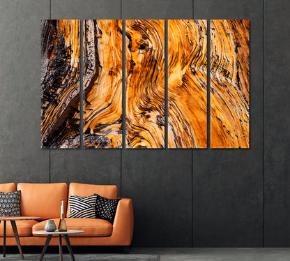 Ancient Bristlecone Pine Tree Canvas Print-Canvas Print-CetArt-1 Panel-24x16 inches-CetArt