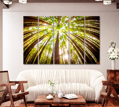 Redwood Plantation Australia Canvas Print-Canvas Print-CetArt-1 Panel-24x16 inches-CetArt